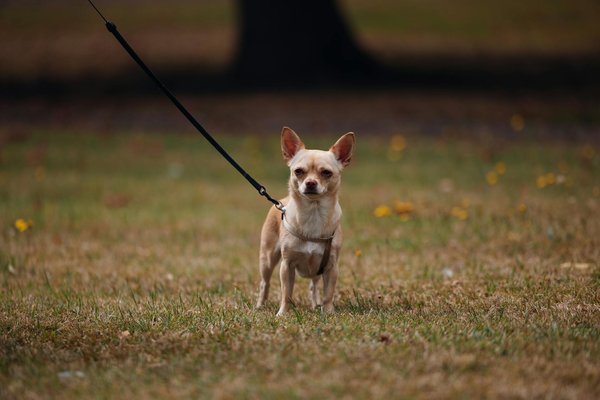 Aliments indispensables pour un élevage de poules sain