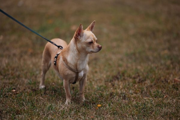Les caméleons à travers le monde: Espèces notables