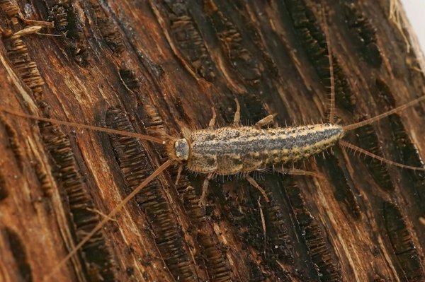 Poisson d'argent : quels dangers et comment les éviter ?