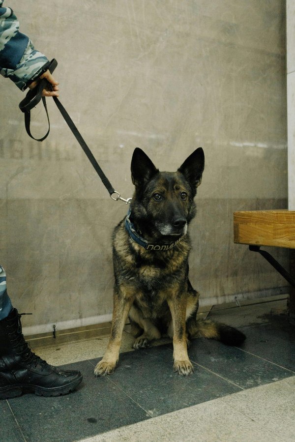 Accessoires pour chiens d'élite : qualité et fiabilité testées